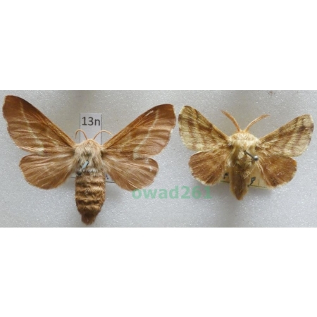 Malacosoma castrensis (Linnaeus, 1758) pair Barczatka wilczomleczówka Czech13n